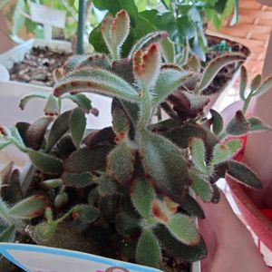 シナモン,カランコエシナモン,多肉植物,多肉ちゃん,成長記録の画像