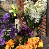 チューリップ,ヒヤシンス,ルピナス,ビオラ,ラナンキュラス ラックスの画像