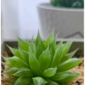 ハオルチア,ハオルチア オブツーサ,ハオルチア  青雲の舞,ハオルチア  青雲の舞,多肉植物の画像