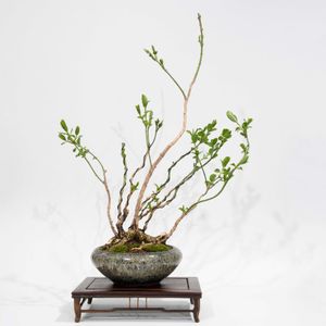 マユミ,盆栽の画像