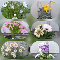 エリカ,ガーベラ,クロッカス,ユリオプスデージー,ラナンキュラスの画像