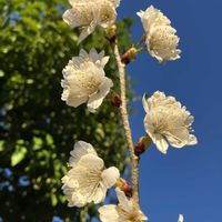 鉢植え,果樹,フルーツ,おうち園芸,家庭菜園の画像