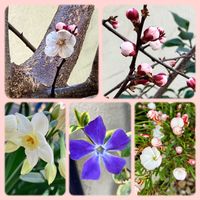 アンズ,ツルニチニチソウ,杏 信州大実,オキザリス  バーシカラー,房咲き水仙 シルバーチャイムの画像