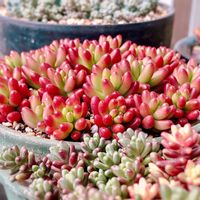 虹の玉,多肉植物,セダム属の画像