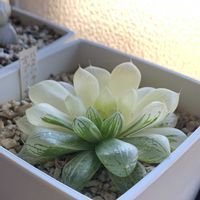 ハオルチア,多肉植物の画像