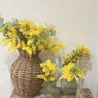 ヒヤシンス,ミモザ,みどりのある暮らし,おうち時間,庭の画像