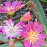 キンセンカ,二川駅,小さな幸せ♡,春を楽しむ,お出かけ先♡の画像