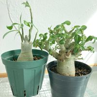 アデニウム,観葉植物,植物のある暮らしの画像