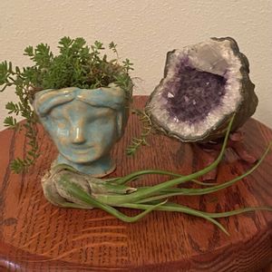 チランジア,石の日の画像