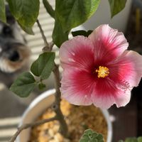 ハイビスカス,ハイビスカス ファビュラス,ハイビスカス ファビュラス,沖縄,おうち園芸の画像