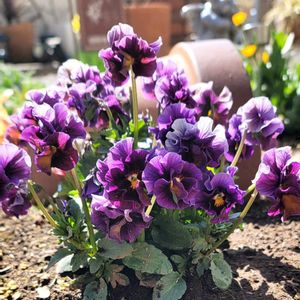 地植え,かわいいな♡,お花好き,すてき…♡,自己流ガーデニングの画像