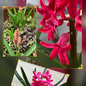 クリスマスローズ,スイセン,ヒヤシンス,ヒヤシンス 水耕栽培,ヒヤシンス（風信子）の画像