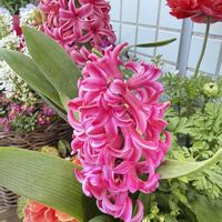 ヒヤシンス,ヒヤシンス,ベランダガーデニング,バルコニーガーデニング,今日のお花の画像