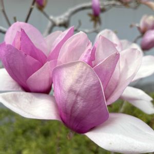 シモクレン(紫木蓮),シモクレン（紫木蓮）,屋上庭園,お出かけ先にて,小田原駅ビルの画像