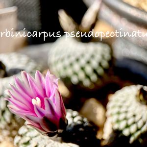 精巧殿,turbinicarpus pseudopectinatus,カクタス広瀬,窓辺の画像