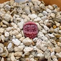 リトープス,多肉植物,リトープス属,多肉男子,群仙園のリトープスの画像