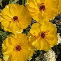 ラナンキュラス　ラックス,ラナンキュラス　ラックス,ラナンキュラス　ラックス,屋上庭園,お出かけ先にての画像