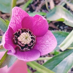 クリスマスローズ,レンテン・ローズ,地植え,実生,種からの画像