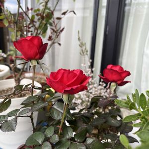 ミニバラ,ミニバラ,ビオラ・パンジーの画像