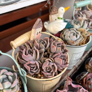 多肉,エケベリア,ノクターン,多肉植物,葉挿しの画像