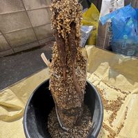 オペルクリカリア　パキプス実生,植え替えの画像