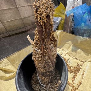 オペルクリカリア　パキプス実生,植え替えの画像