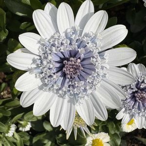 オステオスペルマム,オステオスペルマム,オステオスペルマム,オステオスペルマム,屋上庭園の画像