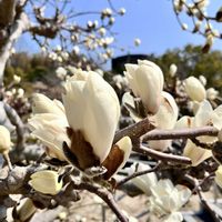ボケ,白木蓮,春の訪れ,いつも心に太陽を,多肉もお花も大好き❤️の画像