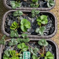 秋麗,多肉寄せ植え,毎月15日はいちごの日,ド真ん中の日,ミッチの会の画像