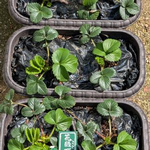 秋麗,多肉寄せ植え,毎月15日はいちごの日,ド真ん中の日,ミッチの会の画像