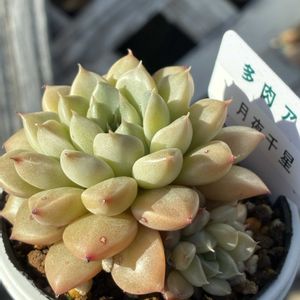 月夜千星,多肉植物,多肉大好き,戦利品,多肉植物のある暮らしの画像