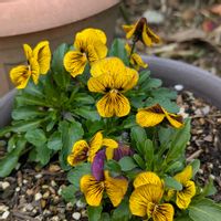 ガーデンシクラメン,サンシュユ(山茱萸),ビオラタイガーアイ　イエロー,自宅の庭,ボケの花♡の画像