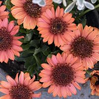 ネメシア,ローダンセマム,ローダンセマム,オステオスペルマム,ローダンセマム エルフピンクの画像