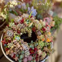 多肉植物,多肉寄せ植え,多肉リース寄せ,多肉植物のある暮らし,普及種寄せの画像