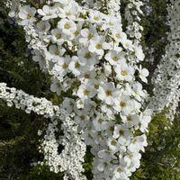 ユキヤナギ,ユキヤナギ,ユキヤナギ,ユキヤナギ,ユキヤナギ（雪柳）の画像