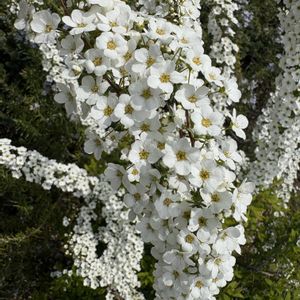 ユキヤナギ,ユキヤナギ,ユキヤナギ,ユキヤナギ,ユキヤナギ（雪柳）の画像