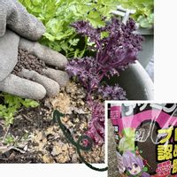 イタリアンパセリ,イチゴ,オレガノ, ケール,PRの画像