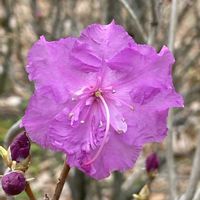 ツツジ,ゲンカイツツジの画像