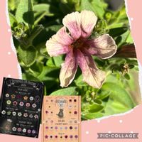 ペチュニア,リストランテトーティシリーズ,ペチュニア リストランテトーティシリーズの画像