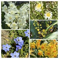 柊南天,水仙ペーパーホワイト,花韮（はなにら）,黄水仙♡,可憐な花たちの画像