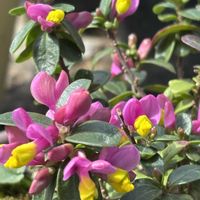 福寿草,福寿草,トキワヒメハギ,トキワヒメハギ,ボケ　長寿楽の画像