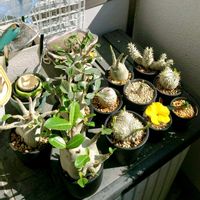 多肉植物,観葉植物,塊根植物,コーデックス,花の画像