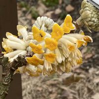 ミツマタの画像