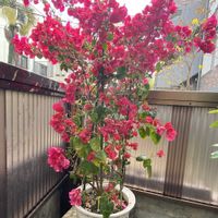 ブーゲンビレアの画像