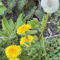 タンポポ,タンポポ,タンポポの綿毛,国立科学博物館附属自然教育園,日曜ビタミンカラー♪の画像