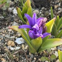 ヒヤシンス,フクジュソウ,フユイチゴ,ミヤマガンショウ,道端の画像