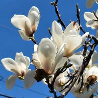 ハクモクレン,外出先にての画像