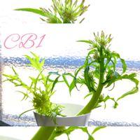 水菜,ミズナ,水菜の花,いいね Thanks,その後・・・の画像