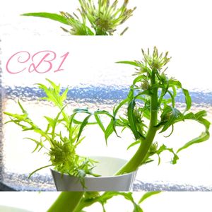 水菜,ミズナ,水菜の花,いいね Thanks,その後・・・の画像