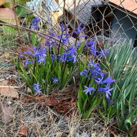 チオノドクサの画像